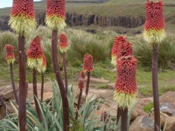 Kniphofia caulescens